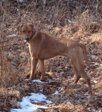 Djuma at one year.
