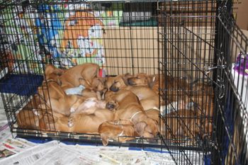 All 14 puppies sleeping in their crate. They have several but choose to all pile into one.
