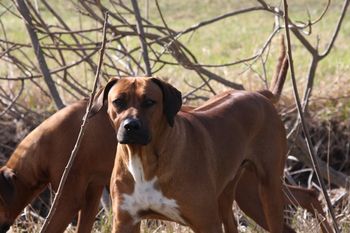 You would never guess by his photos that Kal is a big teddy bear. He has been great with Elsa's pups. They get all excited when they see Kal coming.
