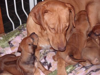 Elsa and the pups having some cuddle time
