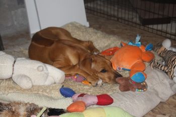 Jaz and friends sleeping after a long play date
