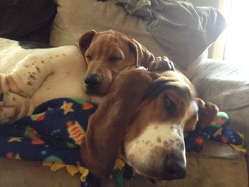 Hali and her big bassett brother Neptune!
