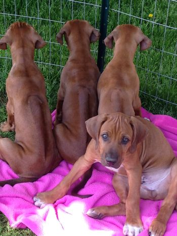 Hooch and the others watching the pother dogs play
