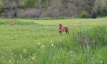 Elsa with Allie in the backround watch over the puppies.
