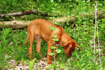 Ollie being a hound found a beer can in the woods.
