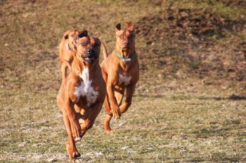 Kal and Oliver running with Madi coming up behind.
