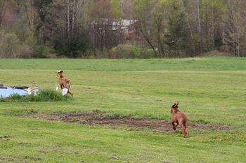 We had a ball watching him with Madi during his day here visiting.
