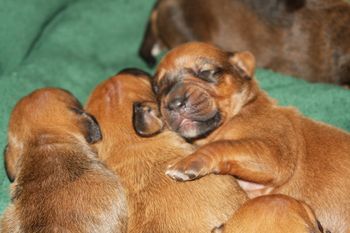 The puppy pile pics begin! It seems for the first few weeks they are always in a pile when you pick up the camera.
