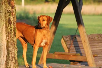 Madi on the picnic table watching the babies. She is getting her running figure back!
