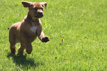 Kaden cutting loose in the yard!
