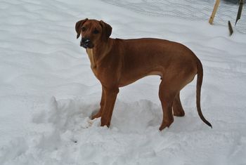 Logan digs in the snow till his nose hurts!
