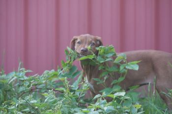 Olivia trimming the weeds!
