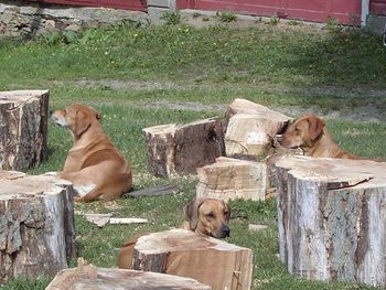 Allie, Elsa & Kenya hiding in the wood pile.
