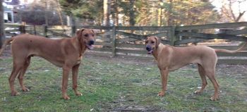 Atticus and Ripley today 3/9/2013
