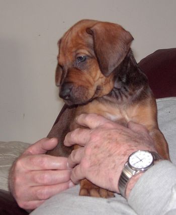 My dad was here today and was enjoying the puppies!
