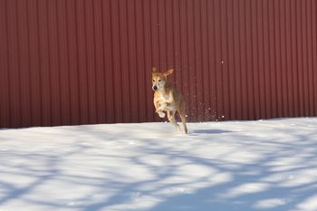 Our Allie now 11 still gets her play on with the other dogs out in the snow.
