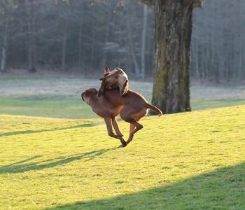 Ella clears Leo while playing.
