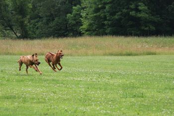 Oliver & Zeva
