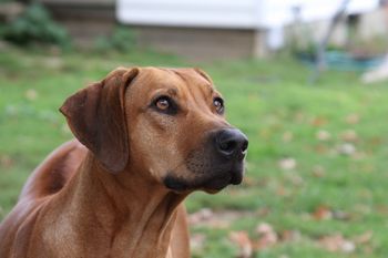 Madi watching the birds.
