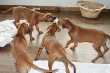 It was boys against the girls playing with a water bottle.
