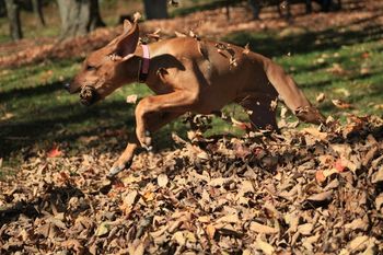 Keira playing in the leaves
