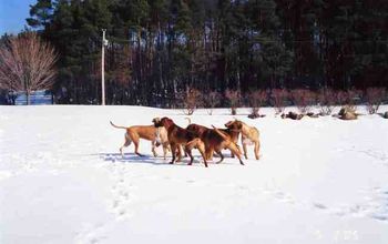 The Maloni winter get together. What a pack!
