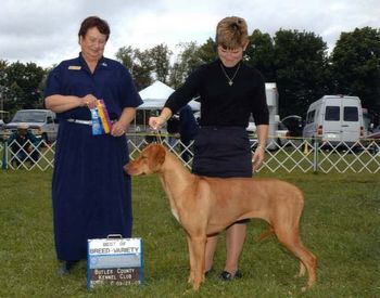 This was Elsa's first weekend with handler Karen Mammano. WOW, two back to back Best Of Breed awards, at the Butler Kennel Club Show. Thank you Karen for a great weekend.
