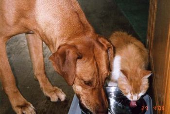 This picture tells the story of a lion hunter and her "cat". KC. Look for more info about the DOG/ CAT on his page.
