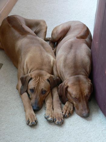 Zeus and Thor sleeping like the puppies used to here at home. Thanks to Isabel for the photos!
