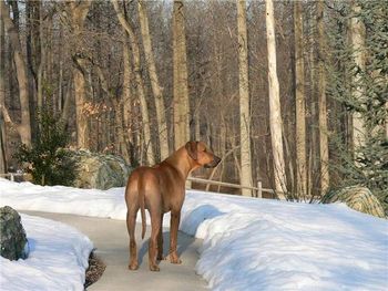 Zeus at home in PA
