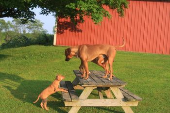 And Kekona thought the steps were a challange!
