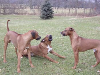 Kal is pickel in the middle here with dad Ciro and Reggie
