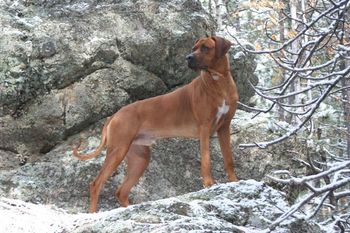 We met Kelly and Bek at the National Speciality and fell in love with this beautiful boy!
