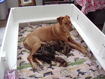 Elsa with her 12 pups at 3 days old.
