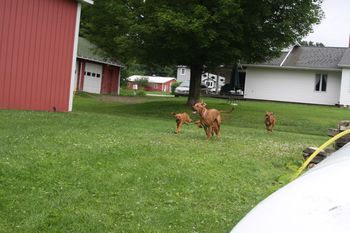 Kali playing with Madi's pups! She was so good with them all.
