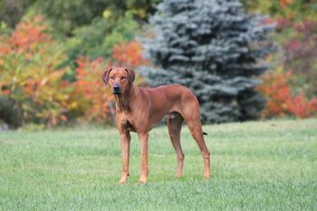 Eli has been here for the summer and will be moving into his new home with Tony in a few weeks. We have really enjoyed having him. Elsa's pups are now 21 months old.
