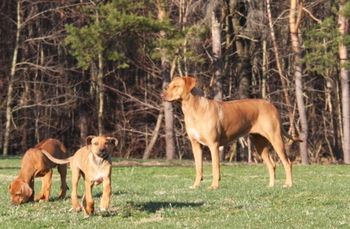 Nala and Oliver with Elsa
