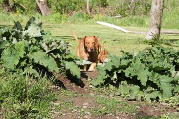 Elsa bring the girls up from the orchard.
