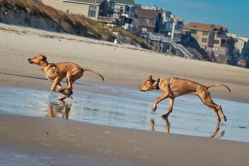 Ruby and her buddie Zeke at the beach.
