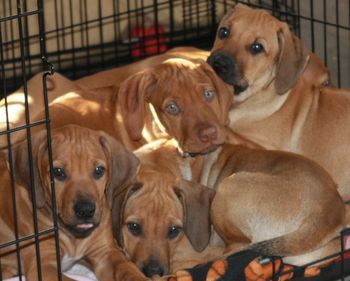 10 weeks old. Madi, Scirocco,Oliver & Sedona
