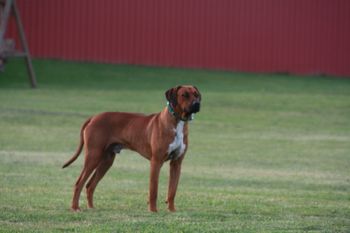 Kal watching the bon fire 5/31/09
