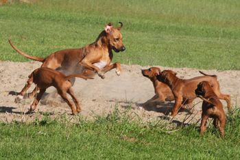 Puppies learning from mom how to move
