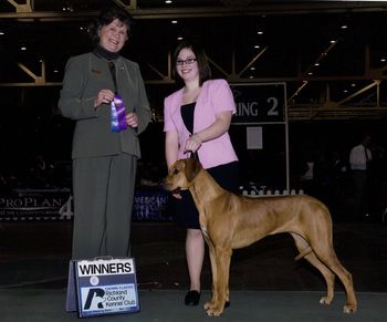 Maloni's Mischief Managed Madi & Heather had a wonderful first weekend showing together at the Cleveland Classic show taking a total of 6 points with a four point major on Sunday!
