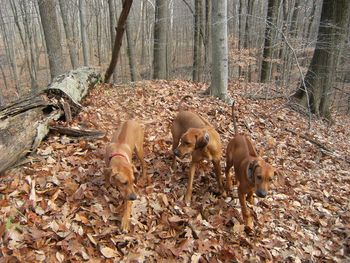 Kali with her boys Tango & Cash
