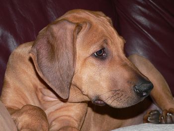 Zeus was our second puppy born in Elsa's litter.
