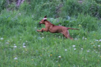 She really loves to jump in the tall grass.
