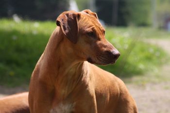 Elsa is our third Ridgeback. She is our first show dog and a true Ridgeback. You can see her first litter on the 2008 Pups page.
