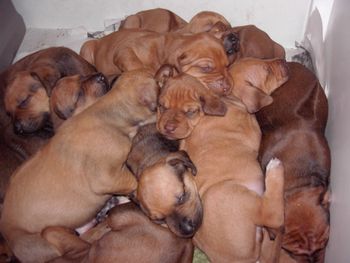 No matter how much room they have, they always end up stacked up in a pile.
