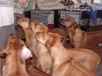 Everyone waiting for a treat.
