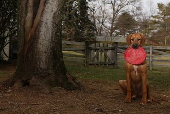 Ripley with her frisby
